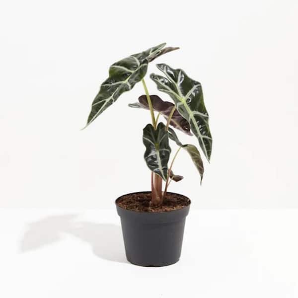 LIVELY ROOT Elephant Ear (Alocasia Polly) Plant in 6 in. Grower Pot