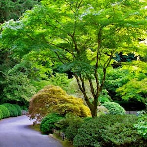 3 Gal. Green Japanese Maple Ornamental Tree
