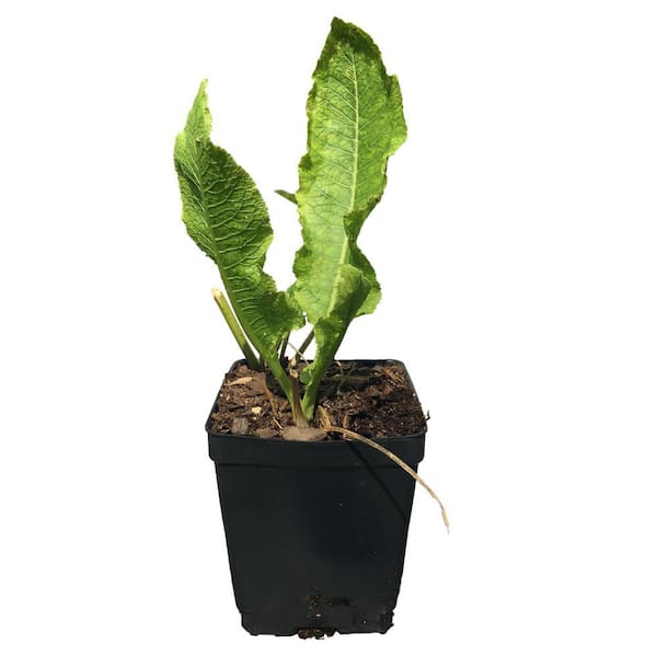 modern trellis planter INA WALL TRELLIS SR | Terra Trellis