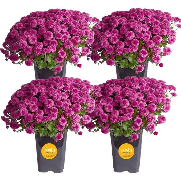 red plant pots Flora 12" Planter