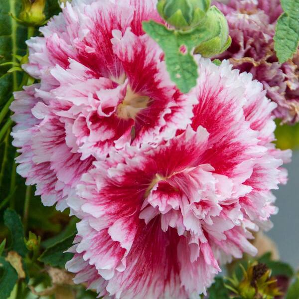 Spring Hill Nurseries 2 in. Pot Fiesta Time Hollyhock Alcea, Live Potted Perennial Plant in Pink Flowers (1-Pack)