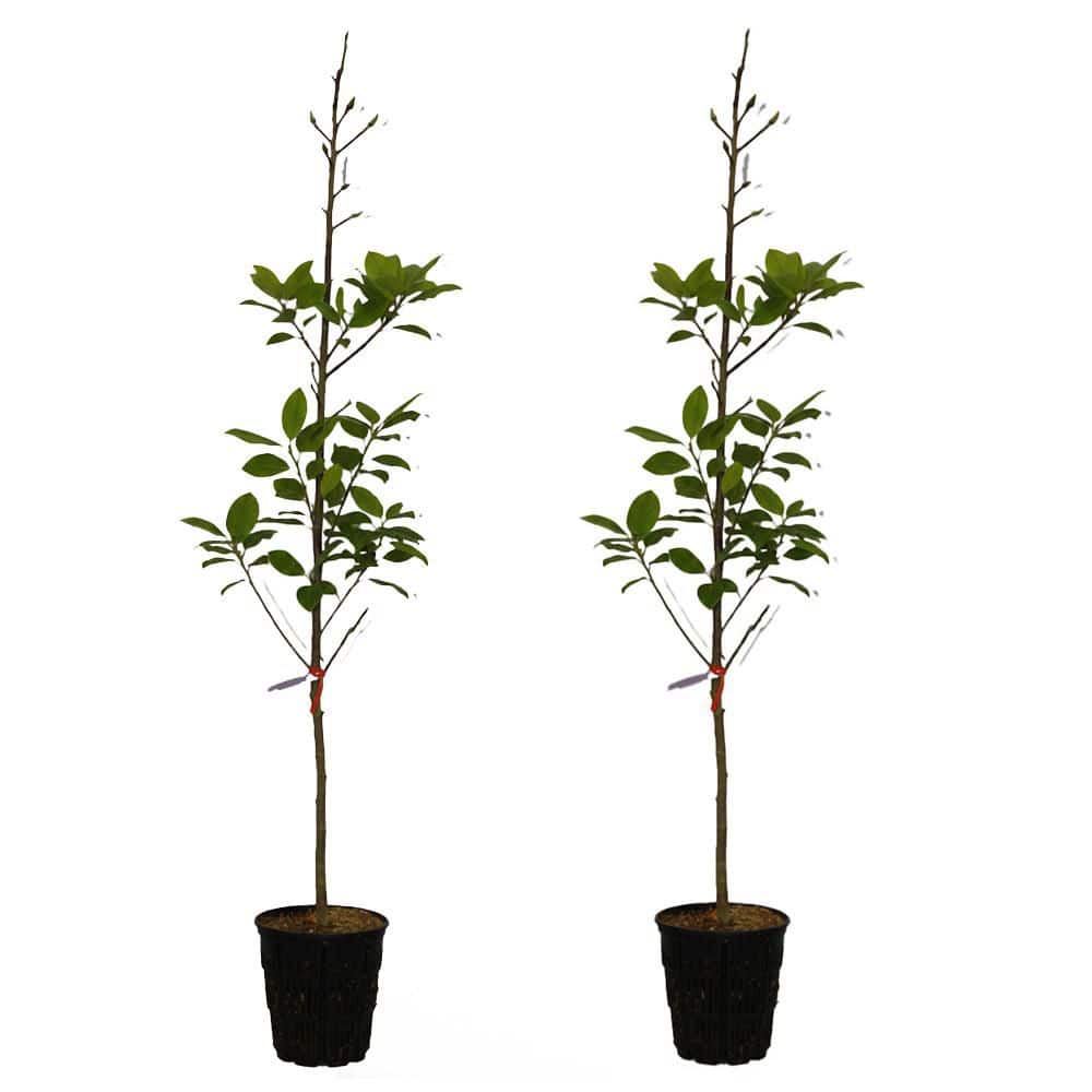 2 gal. Felix Deciduous Japanese Magnolia Tree with Pink Flowers 2
