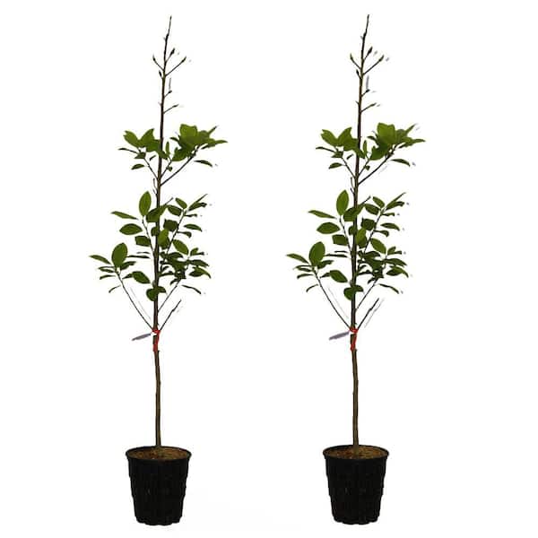 2 gal. Felix Deciduous Japanese Magnolia Tree with Pink Flowers 2