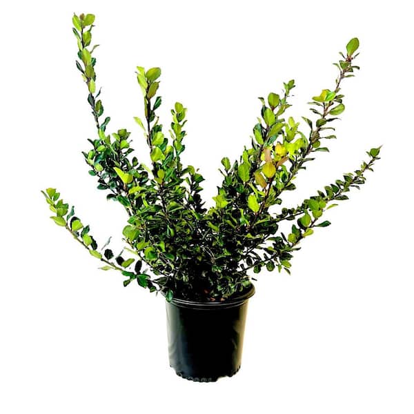 Unbranded 2.25 Gal. Holly 'Blue Prince' Ilex x Meserveae Evergreen Shrub With Dark Green Foliage (1 each)