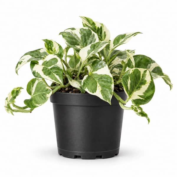 6 in. N'Joy Pothos Live Indoor Plant in Grower Pot