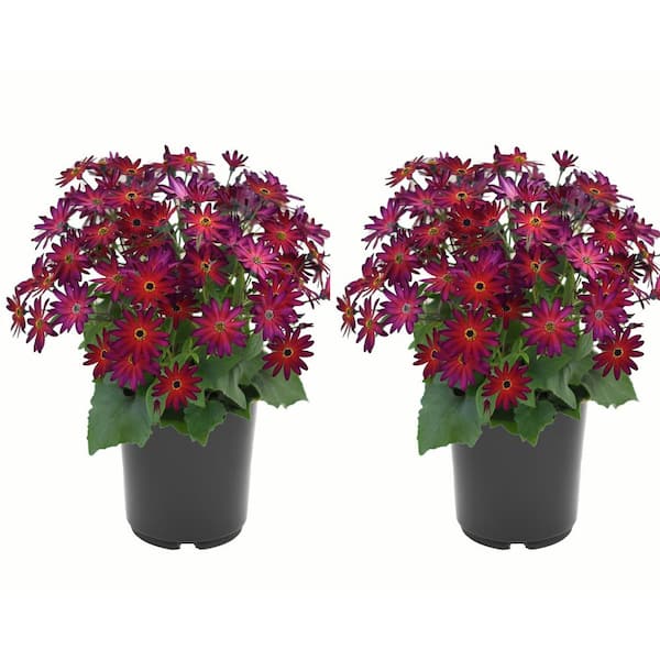 Unbranded Annual Pericallis Senetti Magic Merlot 2.5 Qt. - 2-Pack
