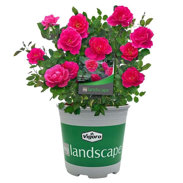 MY LANDSCAPE 2 Gal. Pink Miracle Rose with Pink Flowers 17557
