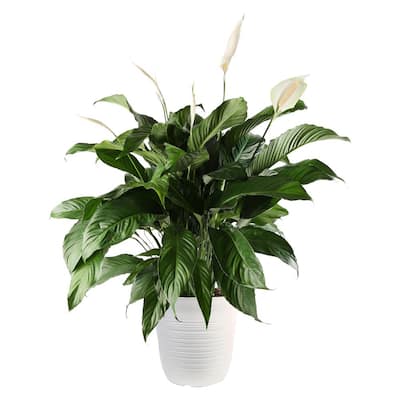 Peace Lily - Indoor Plants - Garden Center - The Home Depot