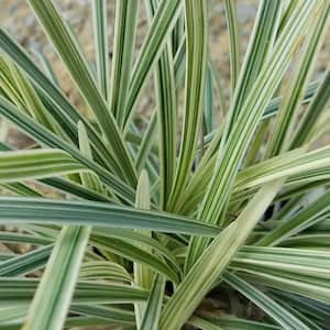 Flowerwood 2 5 Qt Variegated Liriope Live Groundcover Grass 4009q The Home Depot