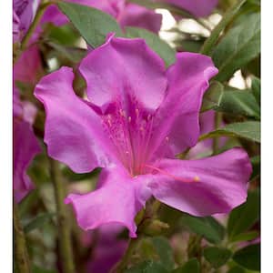 1 Gal. Encore Autumn Royalty Azalea Shrub with Purple Single Reblooming Flowers