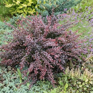 2.5 Qt. Crimson Pygmy Barberry Dwarf Shrub with Purple Foliage and Red Berries
