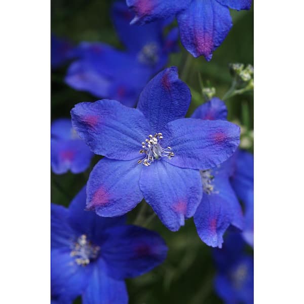 2.5 qt. Delphinium Diamonds Blue Perennial Plant with Blue Flowers-(2-Pack)