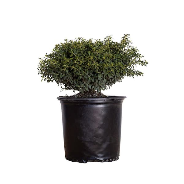 2.5 Gal - Soft Touch Holly(Ilex), Live Evergreen Shrub, Finely Textured Green Foliage