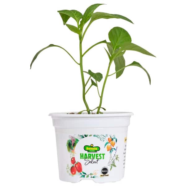 BONNIE PLANTS HARVEST SELECT 25 oz. Carmen Italian Sweet Pepper Plant