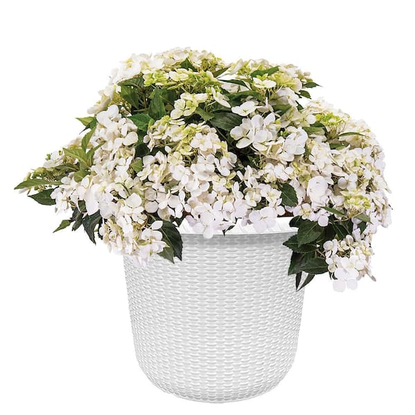 PROVEN WINNERS 2 Gal. Fairytrail White Hydrangea Shrub Plant in