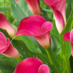 Callas Pink Jewel Bulbs (5-Set)