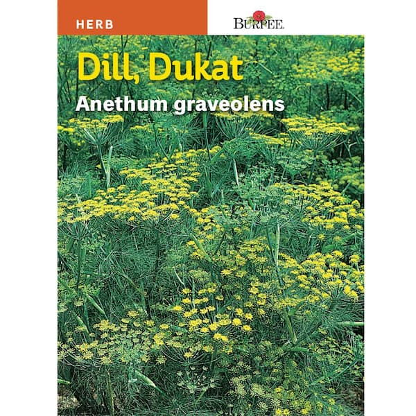 Herb Dill Dukat Seed