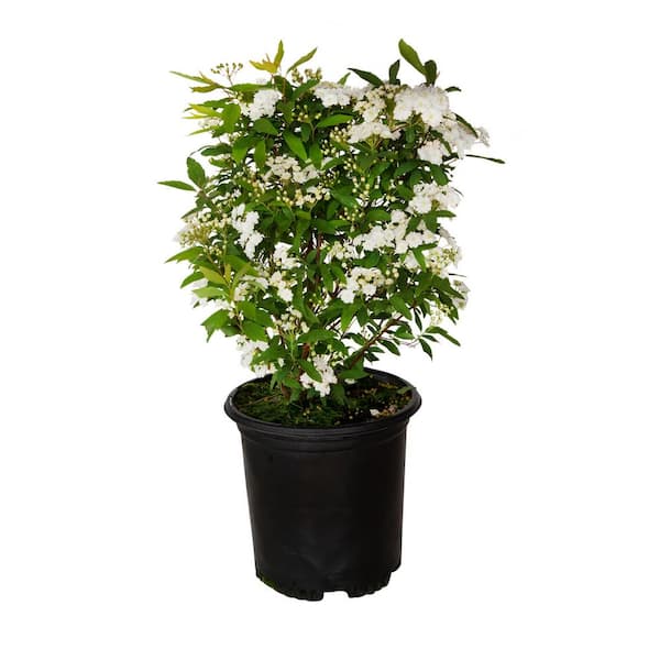 FLOWERWOOD 2.5 Qt. Bridal Wreath Spirea Reeves Plant with Showy Double White Blooms