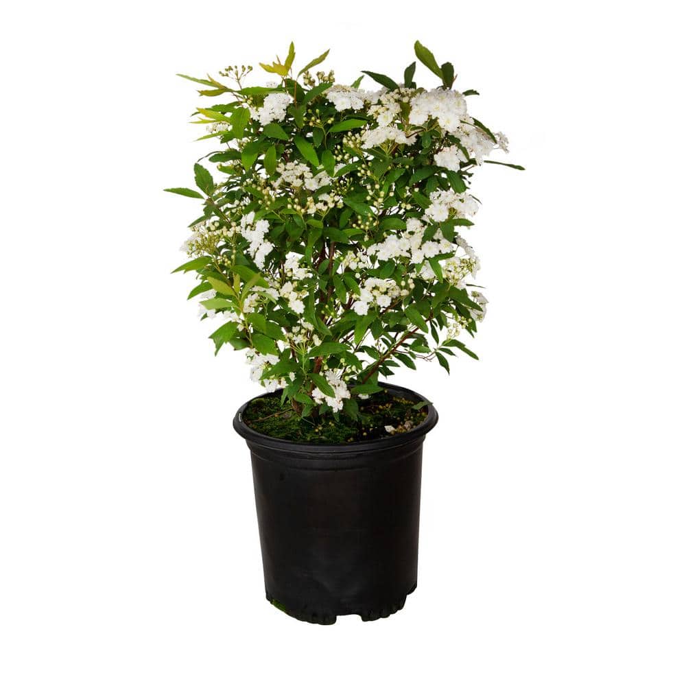 2.5 Quart White Bridal Wreath Spirea Flowering Shrub