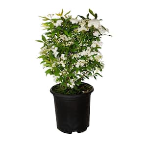 2.5 Qt. Bridal Wreath Spirea Reeves Plant with Showy Double White Blooms