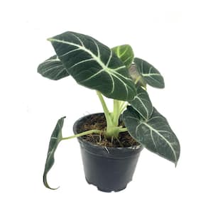 Alocasia Black Velvet - Live Plant in a 4 in. Pot - Alocasia Reginula 'Black Velvet' - Rare Air Purifying Indoor