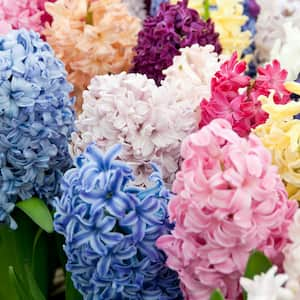 Hyacinths Bulbs Easter Basket Blend (Set of 12)