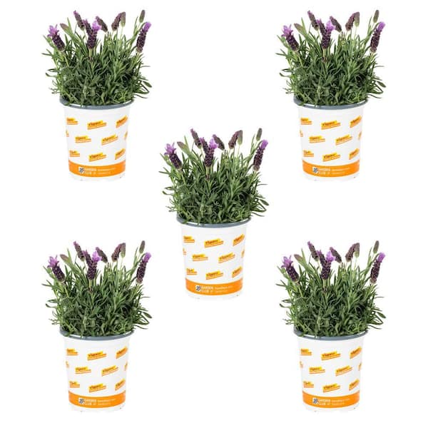1.5 Pt. Spanish Lavender Purple Perennial Plant (5-Pack)