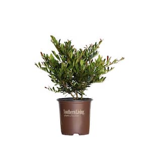 2 Gal. Cast in Bronze Distylium, Evergreen Shrub with Fast Growing Upright Habit