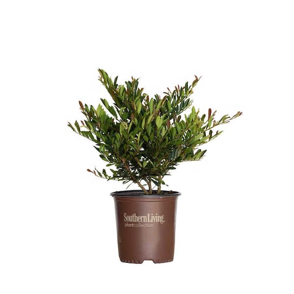 SOUTHERN LIVING 2 Gal. Cast in Bronze Distylium, Evergreen Shrub