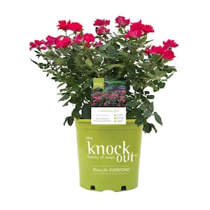1 Gal. Red Knock Out Rose Bush with Red Flowers