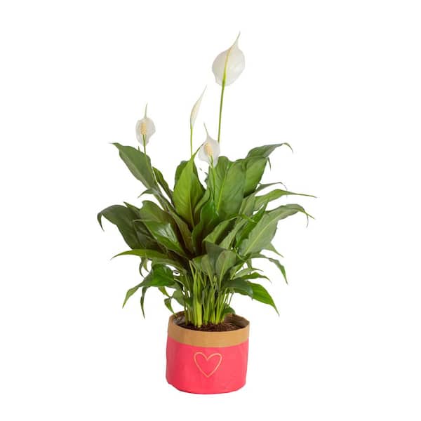 Costa Farms 6 in. Lark Spathiphyllum Plant in Deco Container