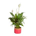 6 in. Spathiphyllum Peace Lily Indoor Plant in Heart Washable Paper Pot, Avg. Shipping Height 1-2 ft. Tall