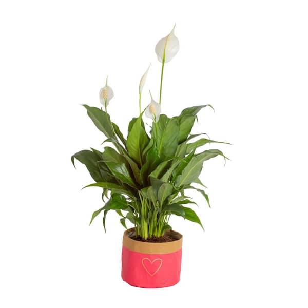 Costa Farms 6 in. Spathiphyllum Peace Lily Indoor Plant in Heart Washable Paper Pot, Avg. Shipping Height 1-2 ft. Tall