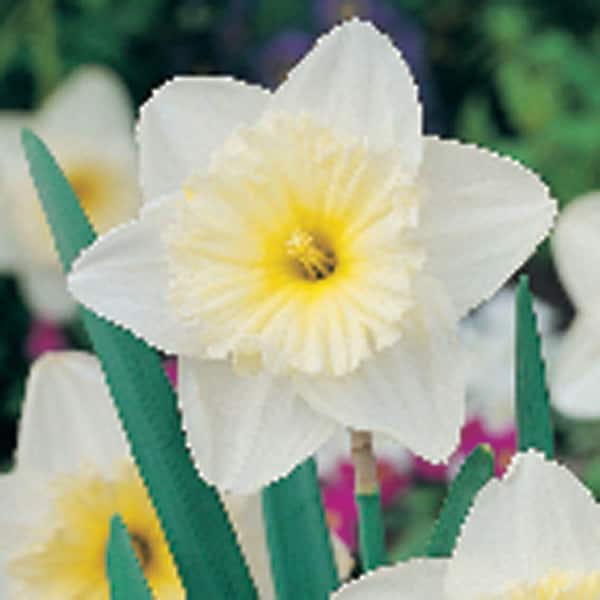 Unbranded Daffodil Ice Follies Dormant Bulbs (80-Pack)