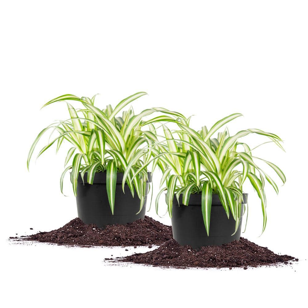 Spider Plant Germination - Tips On Growing Spider Plants From Seed