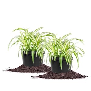 Spider Plant 6 in. Pot (2-Pack)