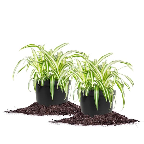 Spider Plant 6 in. Pot (2-Pack) THD100007 - The Home Depot