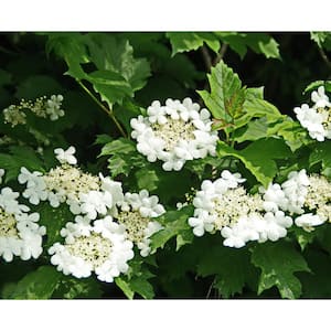 1 Gal. Summer Snowflake Viburnum Shrub Showy Halos of Pure White Blossoms Throughout Summer