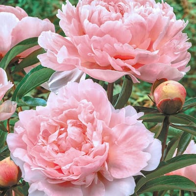 Peony Outdoor Plants Garden Center The Home Depot