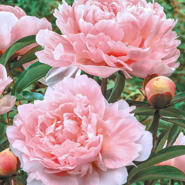 Spring Hill Nurseries Pillow Talk Peony (Paeonia), Live Bareroot Perennial Plant, Pink Flowers (1-Pack)
