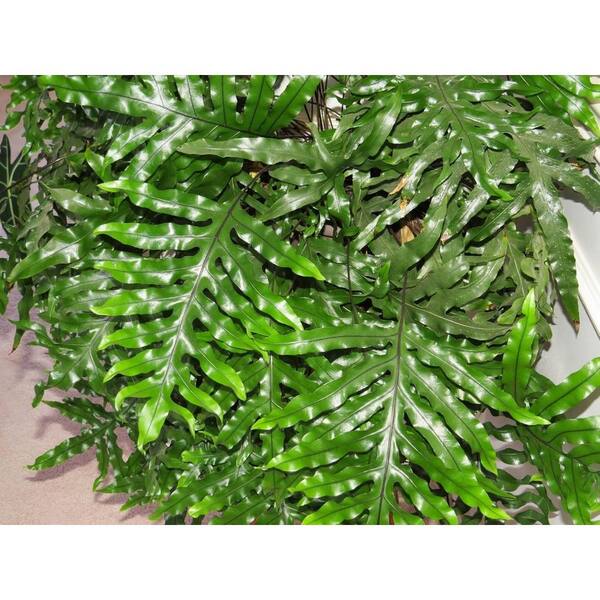 Wekiva Foliage Kangaroo Paw Fern-Live Plant in a 4 Inch Grower's Pot-Microsorum Diversifolium-Exotic Textured for Your Garden