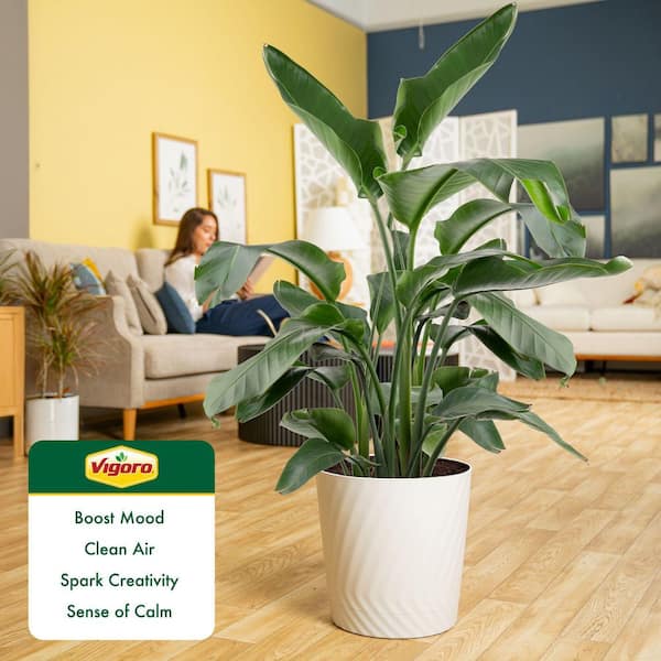 Vigoro White Bird of Paradise Indoor Plant in 12 in. Decor Pot