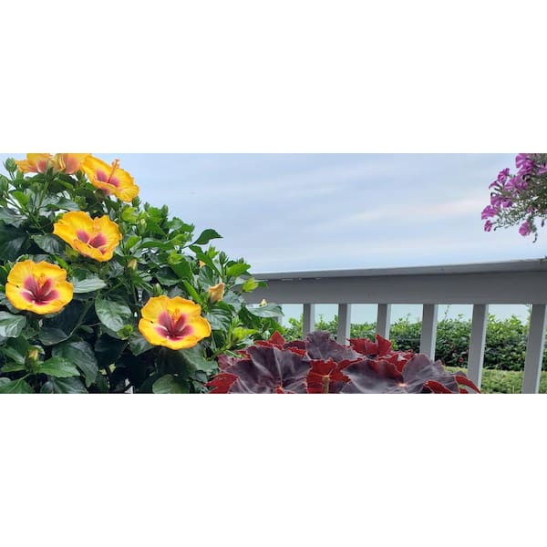 2 Gal. Hollywood Rico Suave Yellow and Red Flower Annual Hibiscus Plant