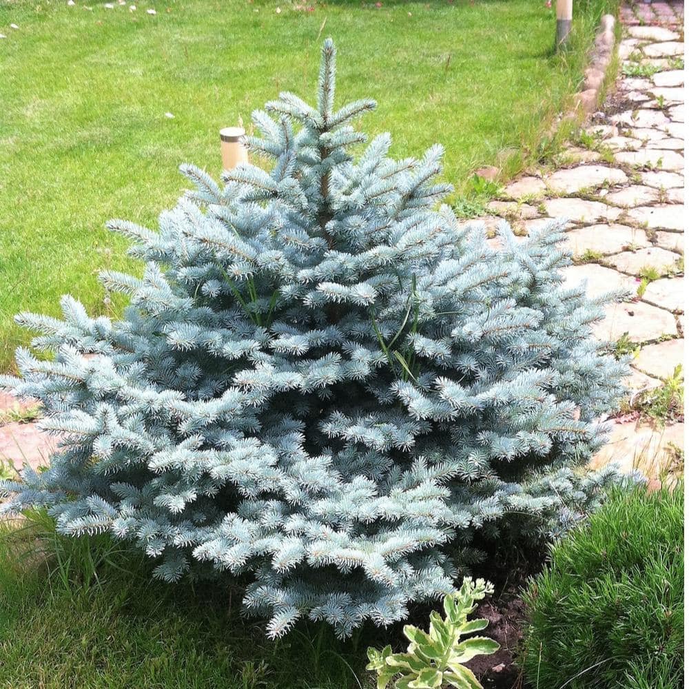 Image of Blue Spruce pine shrub