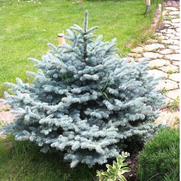 Online Orchards 1 Gal. Baby Blue Spruce Shrub With Silvery Turquoise Evergreen Needles