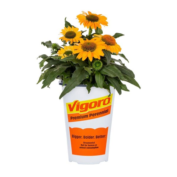 Vigoro 2 Qt. Echinacea Coneflower Artisan Yellow Ombre