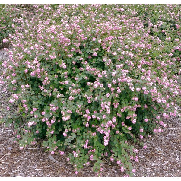 PROVEN WINNERS 4.5 in. Qt. Proud Berry Coralberry (Symphoricarpos sp.) Flowering Shrub With Pink and White Flowers