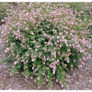 4.5 in. Qt. Proud Berry Coralberry (Symphoricarpos sp.) Flowering Shrub With Pink and White Flowers