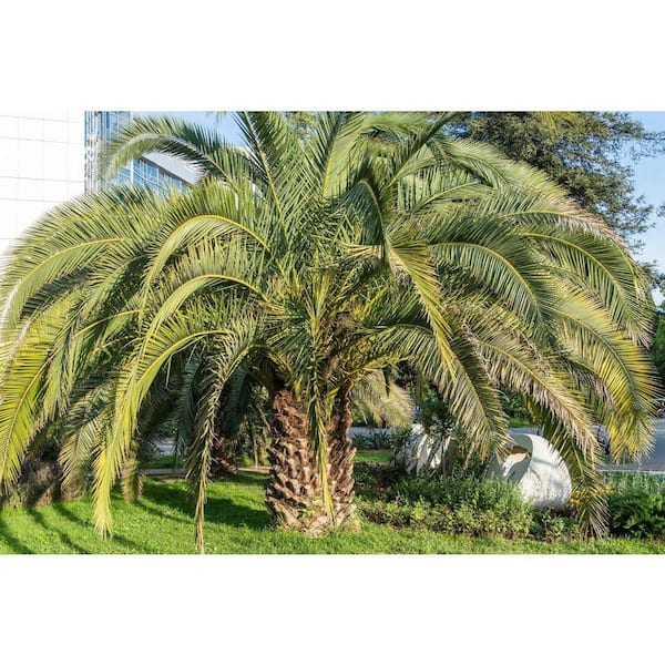 Wekiva Foliage Jelly Palm-Live Starter Plant in a Growers Liner-Butia  Odorata-Rare Ornamental Palms of Florida JellyPalm2x1 - The Home Depot