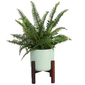Grower's Choice Fern Indoor Plant in 6 in. Mid Century Planter and Stand, Avg. Shipping Height 1-2 ft. Tall